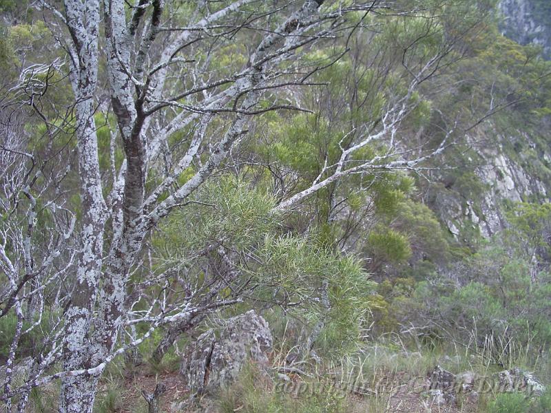 Lichen-bound tree, Dangar Falls IMGP0735.JPG